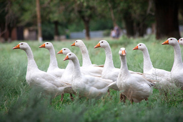 Domestic Geese in the grass