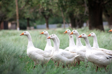 Domestic Geese in the grass
