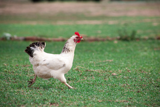 brown hen looking for food in the farm yard
