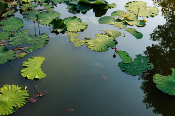 Lotus in Lotus in pool