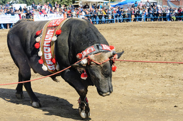 Bull fight