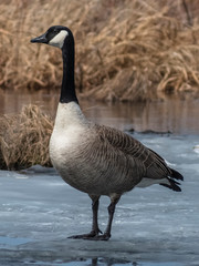 canada goose standing on ice