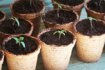 Young tomato seedling sprouts in the peat pots. Gardening concept.