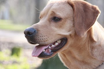 Brown labrador looking away while walking in the park