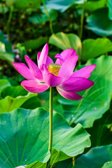 Lotus flowers in the lotus pond of the city park, beautiful lotus leaves, close-up shots.