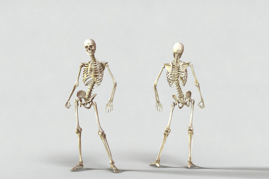 3D Human Female Skeleton Pose 2 model | 3D Molier International