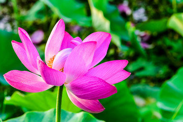 Lotus flowers in the lotus pond of the city park, beautiful lotus leaves, close-up shots.