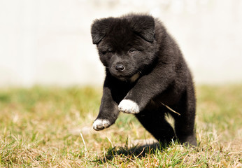 Akita puppy on the grass
