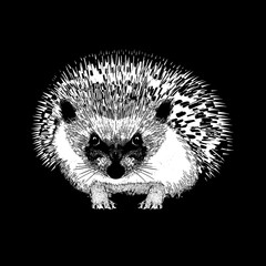Hand-drawn black and white realistic portrait of hedgehog – isolated illustration on the white background – front view composition - 259350427