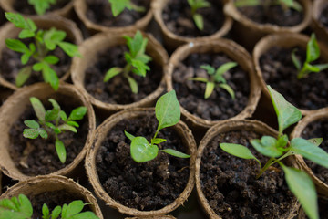seedlings in peat pots.Baby plants seeding, black hole trays for agricultural seedlings.The spring...