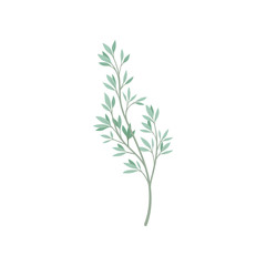 Green foliage on white background. Flora concept.