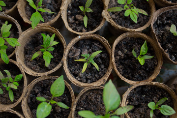 seedlings in peat pots.Baby plants seeding, black hole trays for agricultural seedlings.The spring...