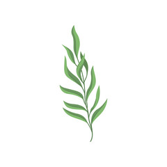 Young branch with green foliage on white background.