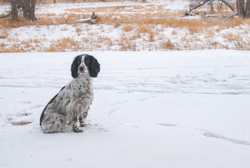 English cocker waiting