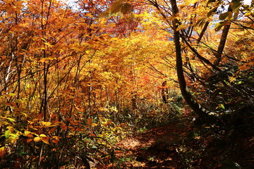 東北　飯豊山山頂への道　秋　目に染む紅葉