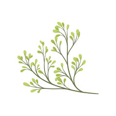 Flora concept. Tree branch with green foliage.