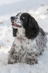 english springer spaniel