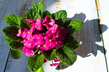 Violet flower,Little pink flower on the window 