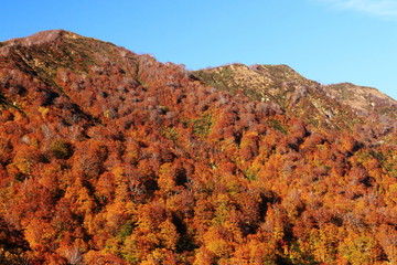 Obraz premium 東北 飯豊山山頂への道 秋 目に染む紅葉