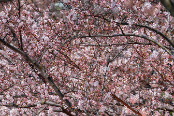 Cherry blossoms beginning to bloom, Sakura