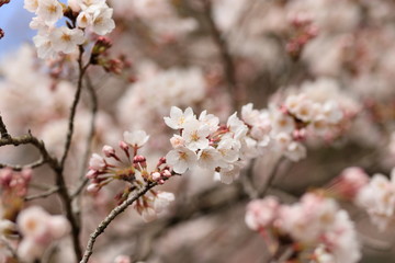桜