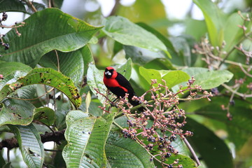 Masked crimson tanager (Ramphocelus nigrogularis) in Ecuador, south America