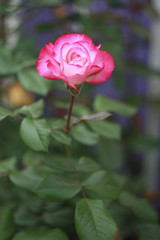 Pink rose in the garden