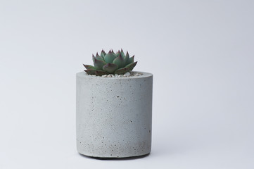Succulent in a concrete pot on a white background for designers