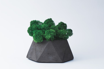 Green moss in a concrete pot on a white background for designers