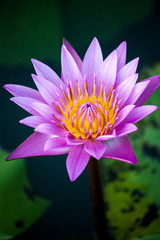 The beauty of the purple lotus in the water