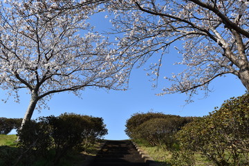 桜道