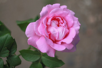 Pink rose in the garden