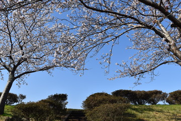 桜道