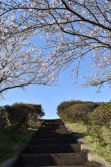 桜道