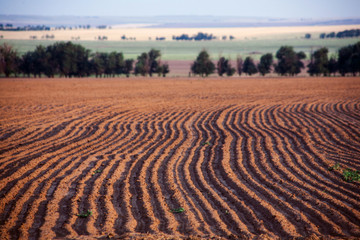 Fototapeta na wymiar Agriculture landscape