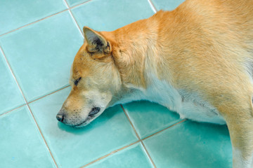 The dog is sleeping on the green tile floor.