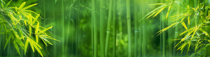 Panele Szklane  Bambusowy las