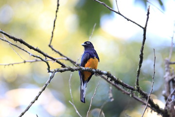 Amazonian white-tailed trogon (Trogon chionurus vividis) in Ecuador, south America