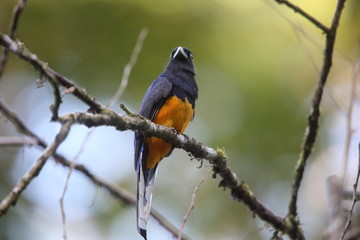 Amazonian white-tailed trogon (Trogon chionurus vividis) in Ecuador, south America