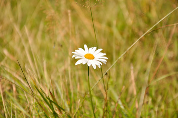 daisy in green grass