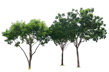 Three green trees isolated on white background