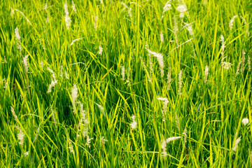 Obraz premium Green grass in eye level view for background or graphic design.