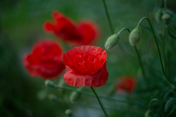 poppy young and blooming bright red