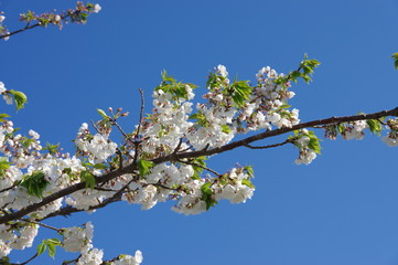 桜の花