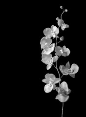 orchid on dark background, black and white imagine