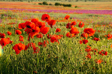 Scenic summer colorful field of poppies