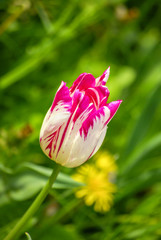 Single Tulip in Bloom
