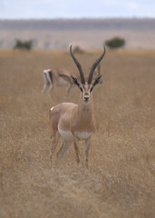 Gazelle with big horns