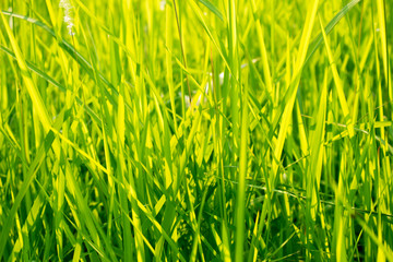 Green grass in eye level view for background or graphic design.