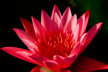 The beauty of the pink lotus 